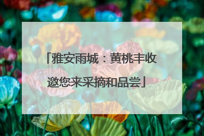 雅安雨城：黄桃丰收 邀您来采摘和品尝